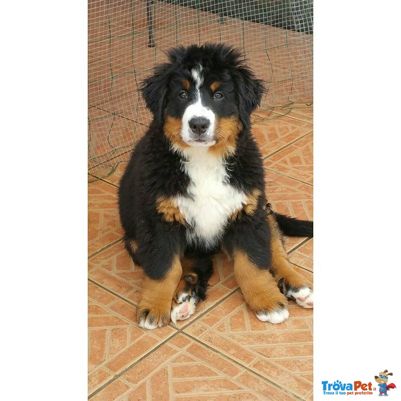 Cucciole di Bovaro del Bernese - Foto n. 2