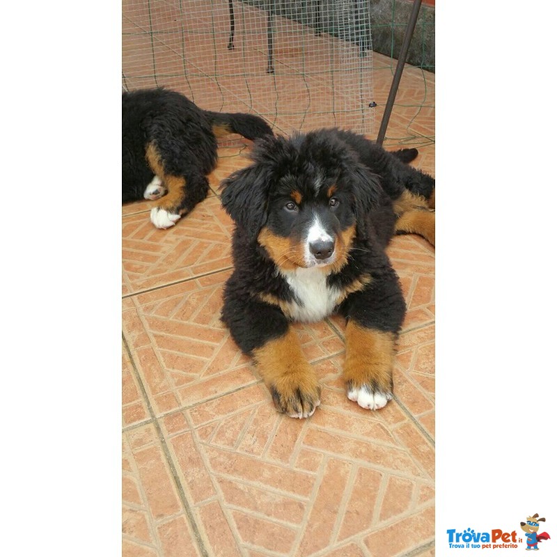 Cucciole di Bovaro del Bernese - Foto n. 3