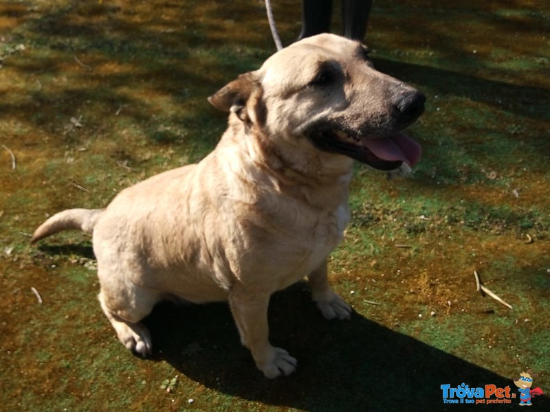 Mix bull Terrier Femmina in Adozione - Foto n. 3