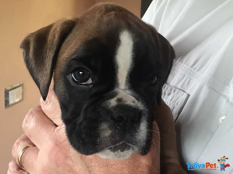 Bellissime Cucciolotte Boxer - Foto n. 1