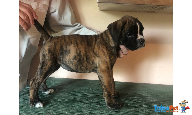 Bellissime Cucciolotte Boxer - Foto n. 5