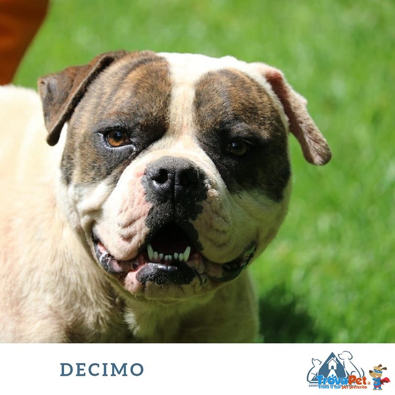 Decimo Bellissimo Americanbulldog Abbandonato con una Grave Infezione Cutanea (rogna Demodettica), O - Foto n. 1