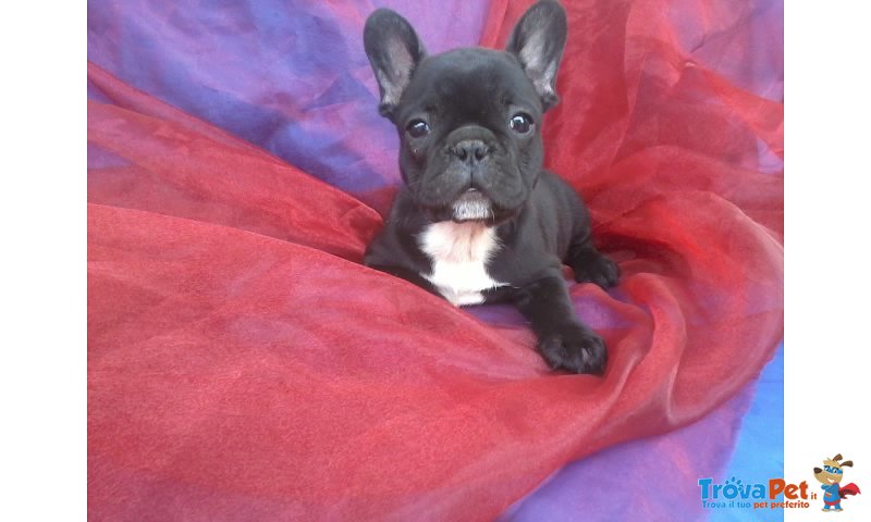 Bouledogue Francese Cuccioli - Foto n. 1