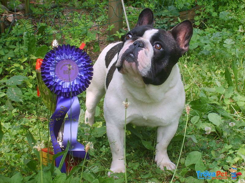 Bouledogue Francese - Foto n. 1