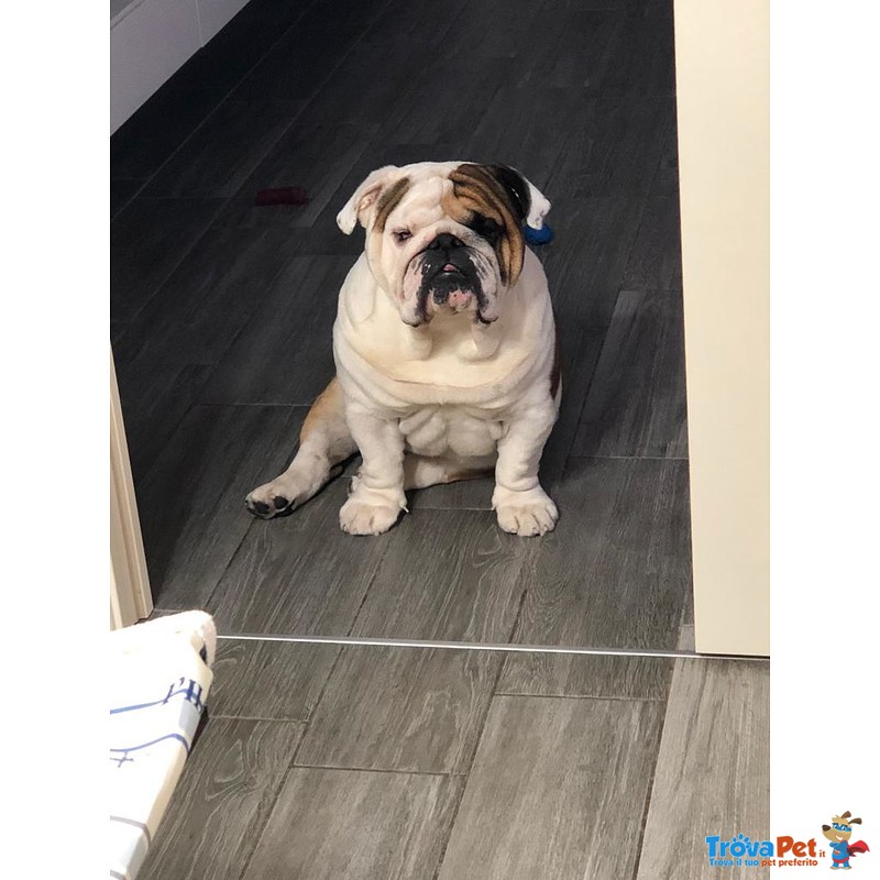 Bulldog Inglese Stallone Disponibile per Monta - Foto n. 1