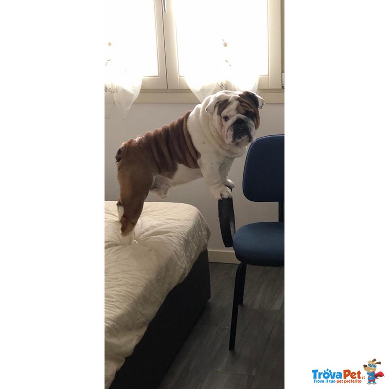 Bulldog Inglese Stallone Disponibile per Monta - Foto n. 2