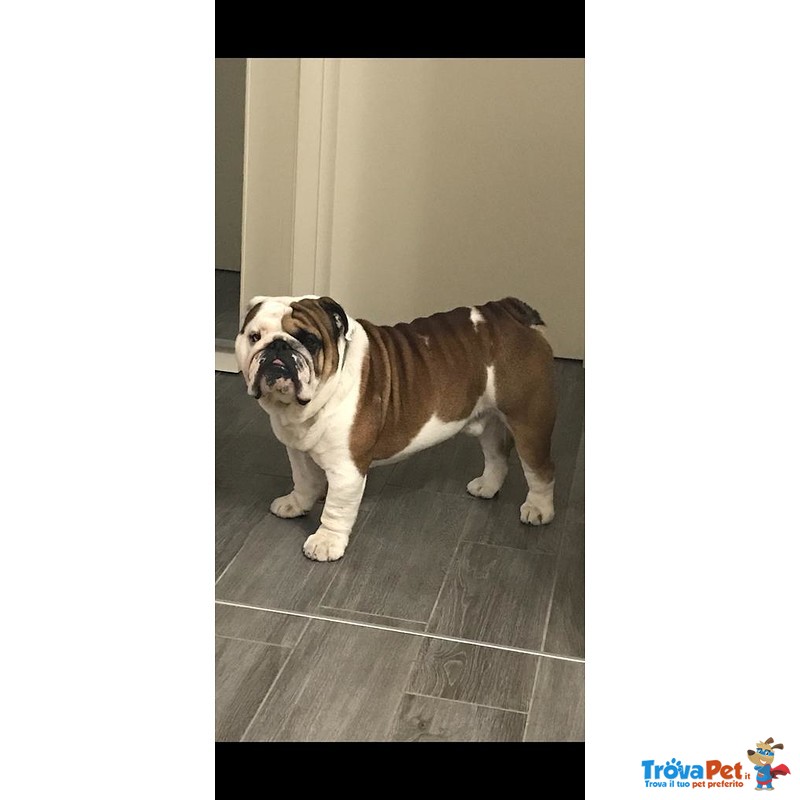 Bulldog Inglese Stallone Disponibile per Monta - Foto n. 3