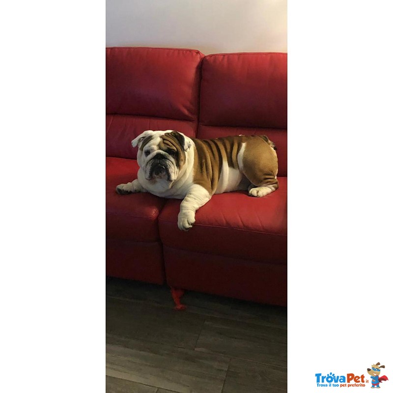 Bulldog Inglese Stallone Disponibile per Monta - Foto n. 4