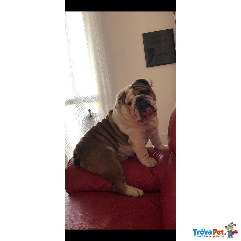 Bulldog Inglese Stallone Disponibile per Monta - Foto n. 5