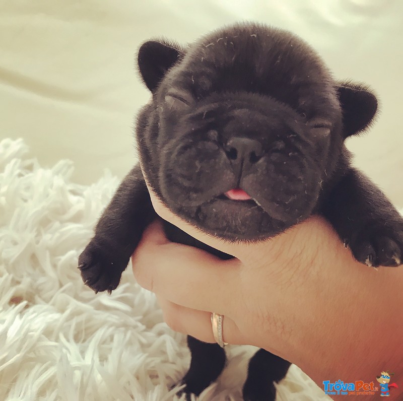 Cuccioli di Bouledogue Francese - Foto n. 1