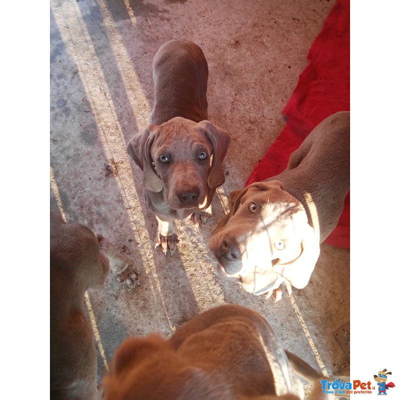 Ultimi Bellissimi Cuccioli di Weimaraner - Foto n. 2