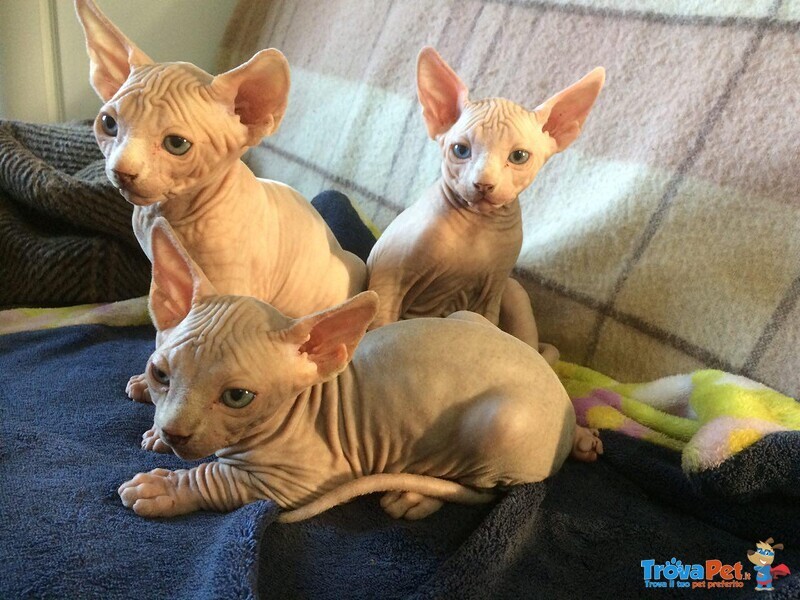 3 Cuccioli Maschi di Canadian Sphynx - Foto n. 1