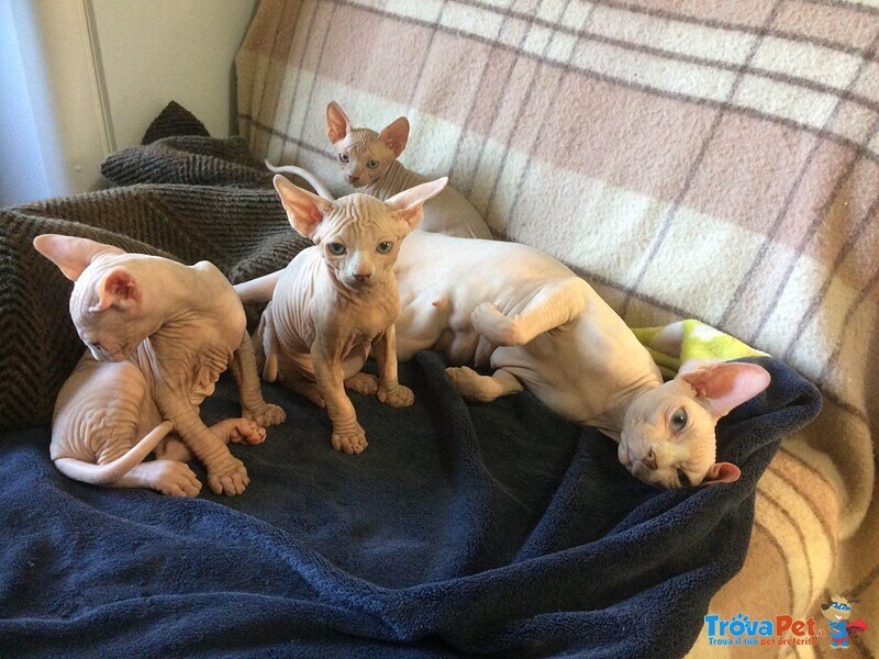 3 Cuccioli Maschi di Canadian Sphynx - Foto n. 2