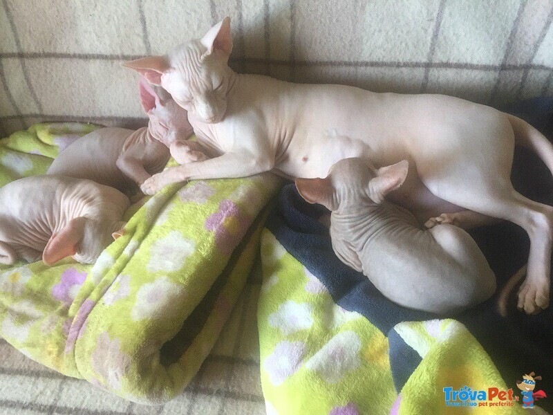 3 Cuccioli Maschi di Canadian Sphynx - Foto n. 3