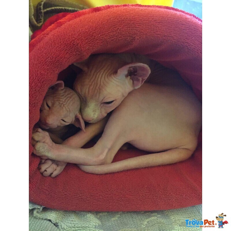 3 Cuccioli Maschi di Canadian Sphynx - Foto n. 5