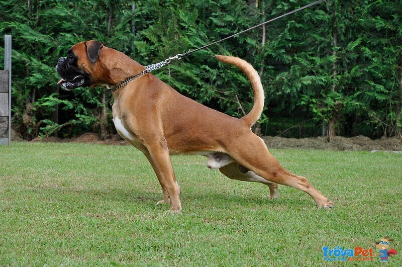 Boxer Cuccioli Vendo-Allevamento Boxer Della Valle dei Sensi -vendo Boxer a Padova Treviso-Boxer Ven - Foto n. 11