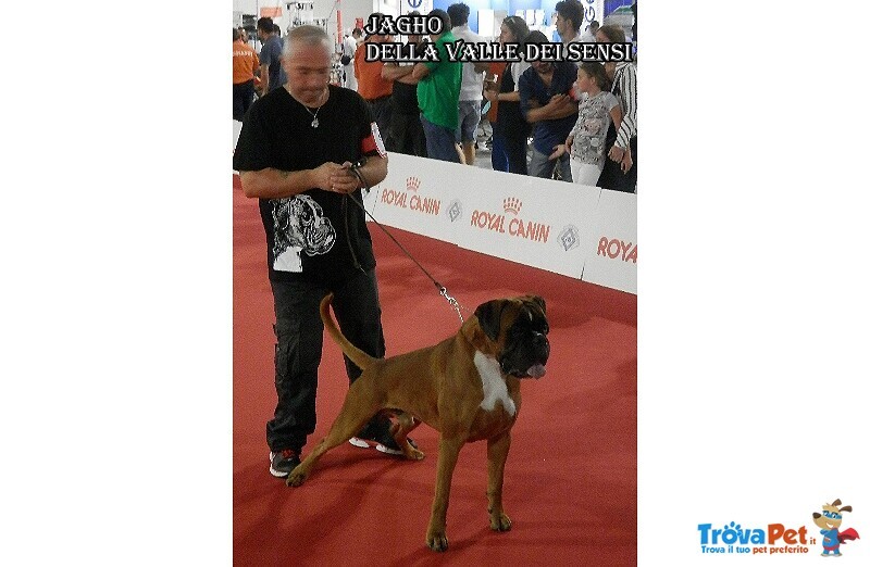 Boxer Cuccioli Vendo-Allevamento Boxer Della Valle dei Sensi -vendo Boxer a Padova Treviso-Boxer Ven - Foto n. 17