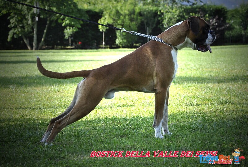 Boxer Cuccioli Vendo-Allevamento Boxer Della Valle dei Sensi -vendo Boxer a Padova Treviso-Boxer Ven - Foto n. 16