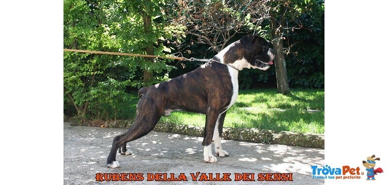 Boxer Cuccioli Vendo-Allevamento Boxer Della Valle dei Sensi -vendo Boxer a Padova Treviso-Boxer Ven - Foto n. 15