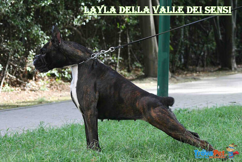 Boxer Cuccioli Vendo-Allevamento Boxer Della Valle dei Sensi -vendo Boxer a Padova Treviso-Boxer Ven - Foto n. 13