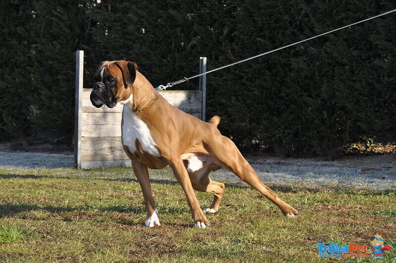 Boxer Cuccioli Vendo-Allevamento Boxer Della Valle dei Sensi -vendo Boxer a Padova Treviso-Boxer Ven - Foto n. 9