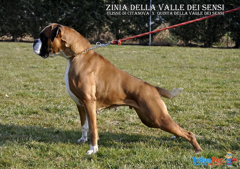 Boxer Cuccioli Vendo-Allevamento Boxer Della Valle dei Sensi -vendo Boxer a Padova Treviso-Boxer Ven - Foto n. 4