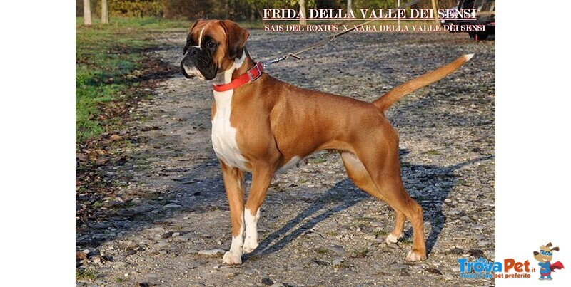 Boxer Cuccioli Vendo-Allevamento Boxer Della Valle dei Sensi -vendo Boxer a Padova Treviso-Boxer Ven - Foto n. 3