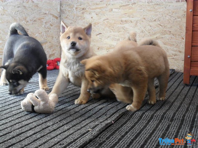 Cuccioli Shiba Inu - Foto n. 2