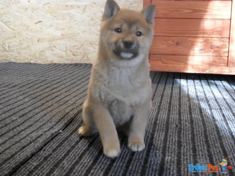 Cuccioli Shiba Inu - Foto n. 4