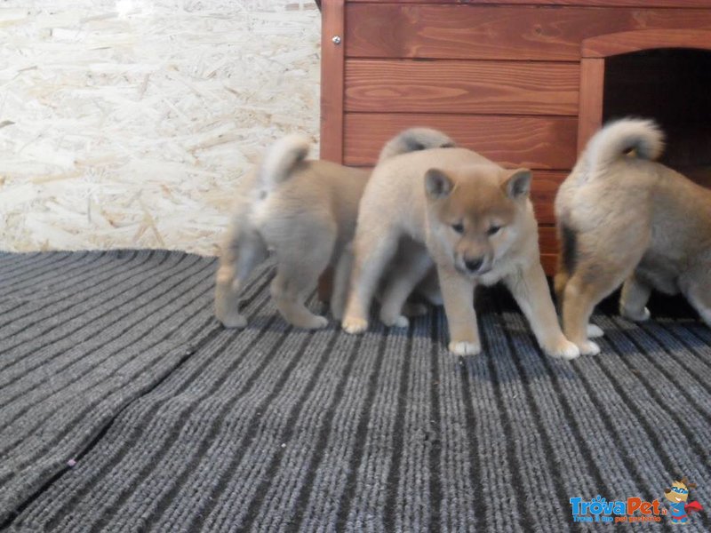 Cuccioli Shiba Inu - Foto n. 5