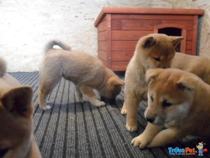 Cuccioli Shiba Inu - Foto n. 6