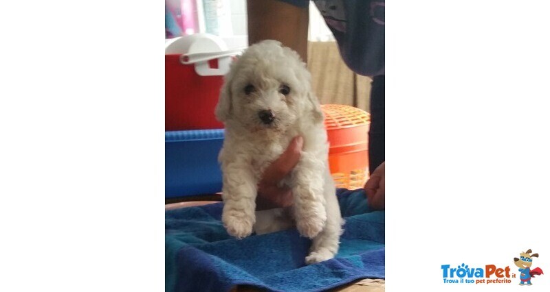 Vendo Cuccioli Maltese due Femmine Disponibili 650 € - Foto n. 1