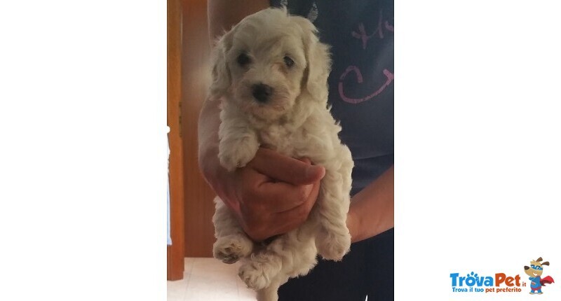 Vendo Cuccioli Maltese due Femmine Disponibili 650 € - Foto n. 2