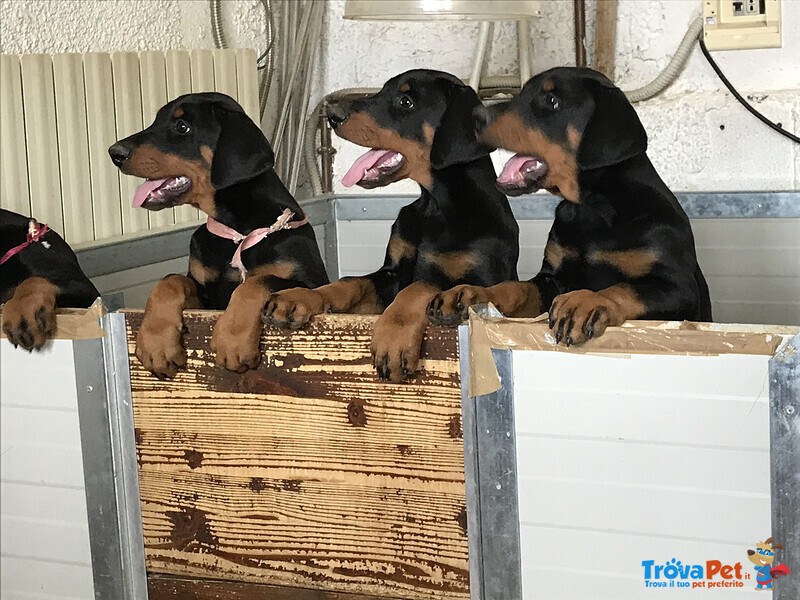 Cucciolo di Dobermann - Foto n. 2