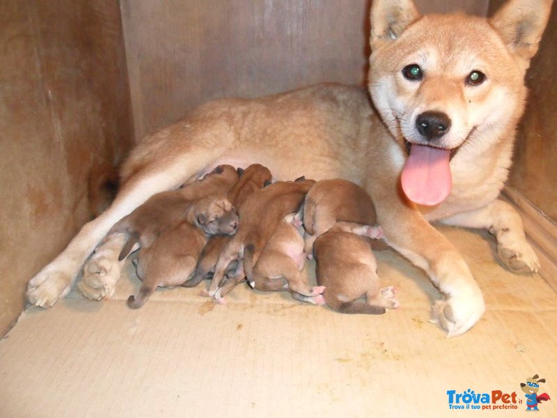Cuccioli Shiba Inu - Foto n. 10
