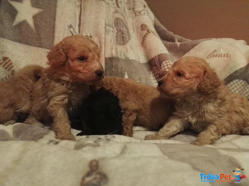 Cuccioli di Razza Barboncino,barboncini (barbone) nani e Toy - Foto n. 1