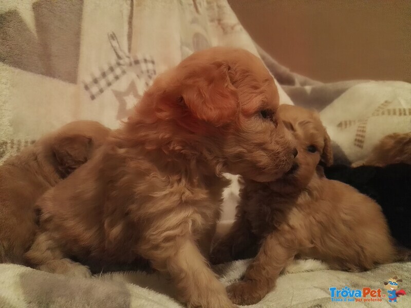 Cuccioli di Razza Barboncino,barboncini (barbone) nani e Toy - Foto n. 2