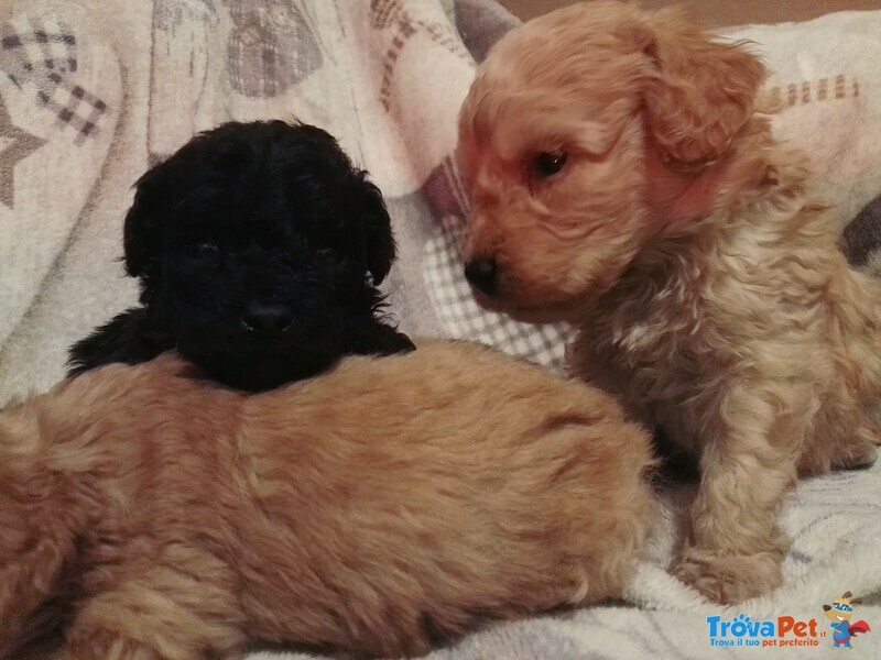 Cuccioli di Razza Barboncino,barboncini (barbone) nani e Toy - Foto n. 6