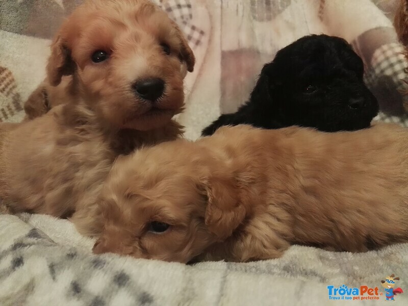 Cuccioli di Razza Barboncino,barboncini (barbone) nani e Toy - Foto n. 7