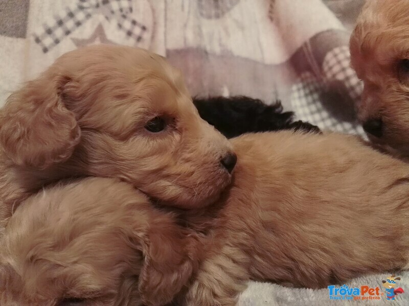 Cuccioli di Razza Barboncino,barboncini (barbone) nani e Toy - Foto n. 8