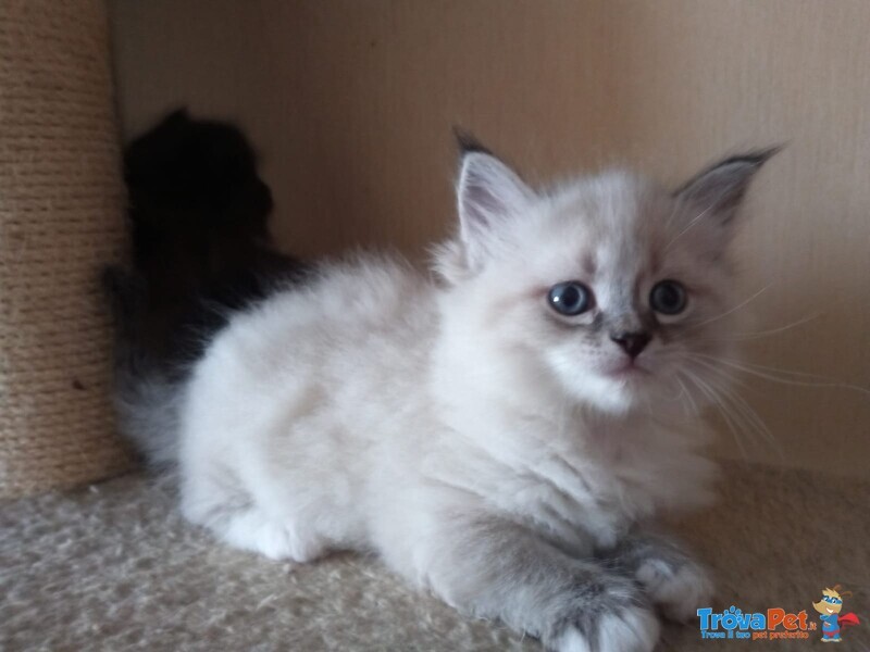 Cuccioli di Gatto Siberiano - Foto n. 1