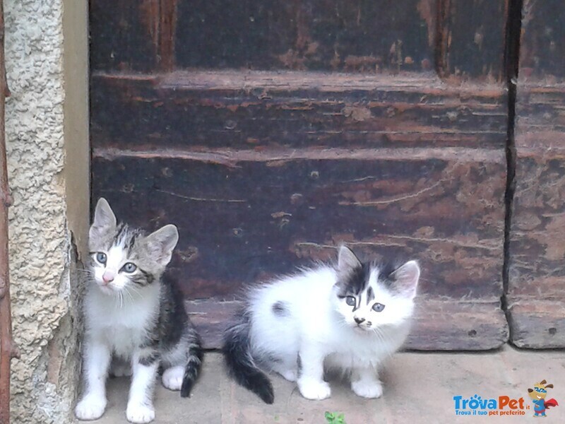 Adorabili Gattini di 2 mesi in Regalo. - Foto n. 3