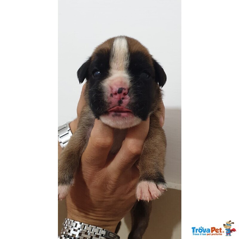 Cuccioli di Boxer alta Genealogia - Foto n. 1