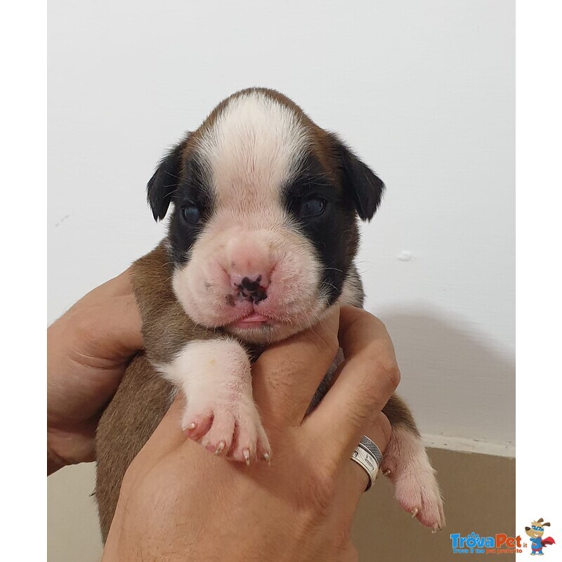 Cuccioli di Boxer alta Genealogia - Foto n. 3