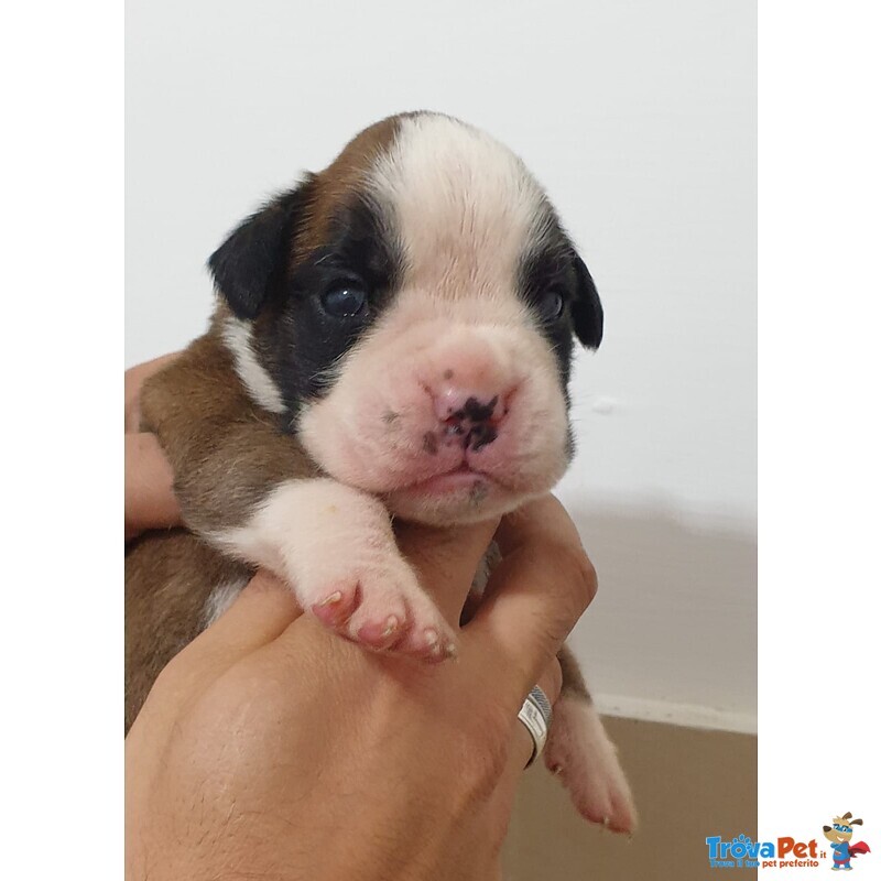 Cuccioli di Boxer alta Genealogia - Foto n. 6