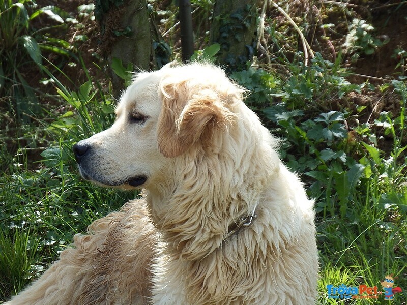 Disponibili Bellissimi Cuccioli Golden Retriever - Foto n. 2