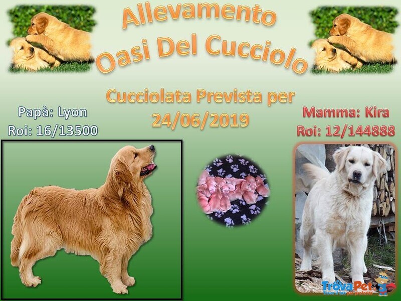 Disponibili Bellissimi Cuccioli Golden Retriever - Foto n. 3