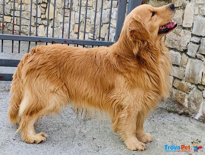 Disponibili Bellissimi Cuccioli Golden Retriever - Foto n. 4