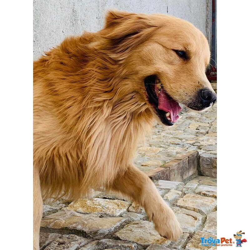 Disponibili Bellissimi Cuccioli Golden Retriever - Foto n. 7