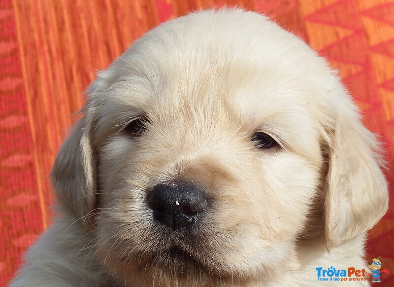 Disponibili Bellissimi Cuccioli Golden Retriever - Foto n. 1